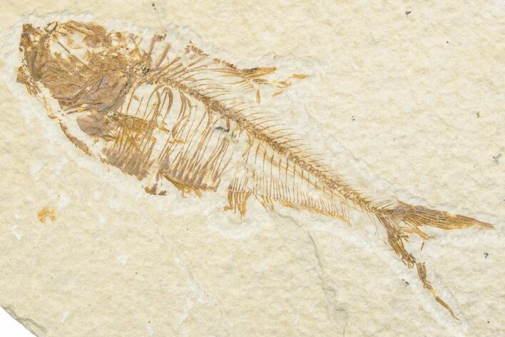Fossil Fish (Diplomystus) - Green River Formation #217616